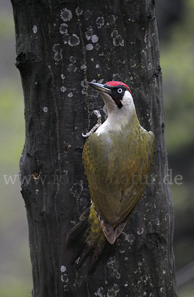 Grünspecht (Picus viridis)