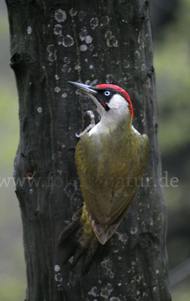 Grünspecht (Picus viridis)