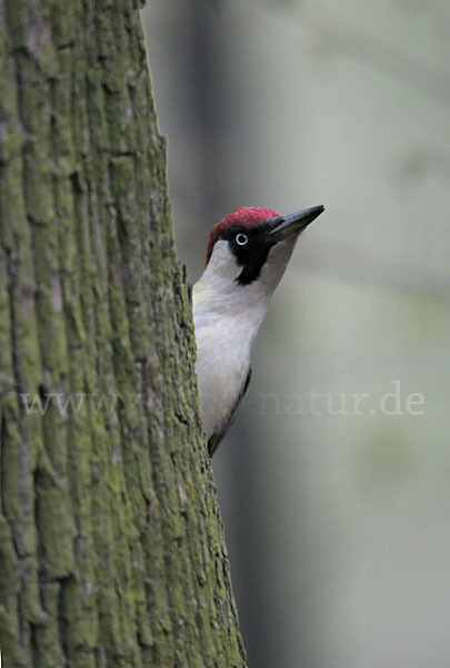 Grünspecht (Picus viridis)