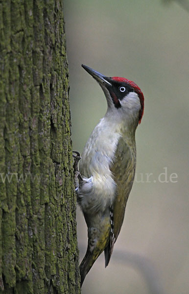 Grünspecht (Picus viridis)