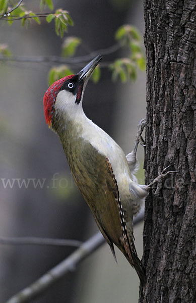 Grünspecht (Picus viridis)