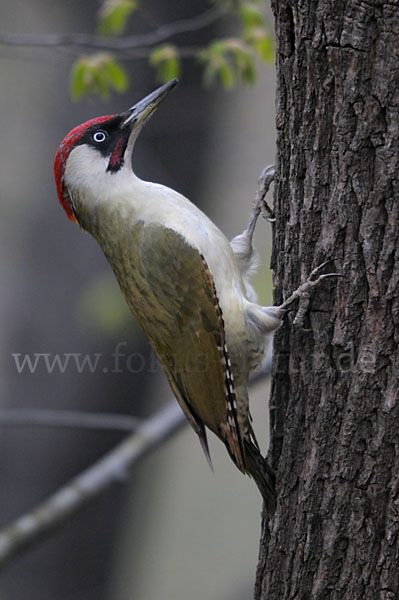 Grünspecht (Picus viridis)