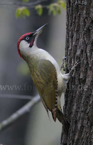 Grünspecht (Picus viridis)