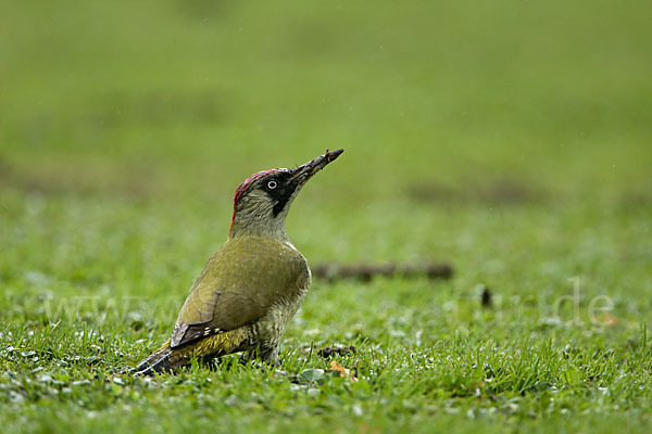 Grünspecht (Picus viridis)