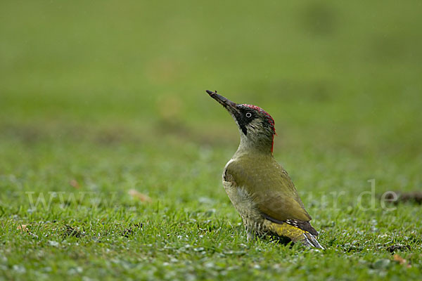 Grünspecht (Picus viridis)