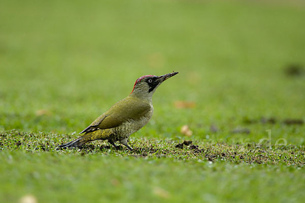 Grünspecht (Picus viridis)