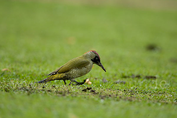 Grünspecht (Picus viridis)