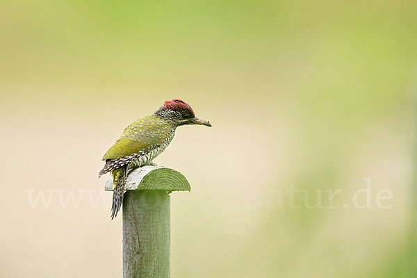 Grünspecht (Picus viridis)