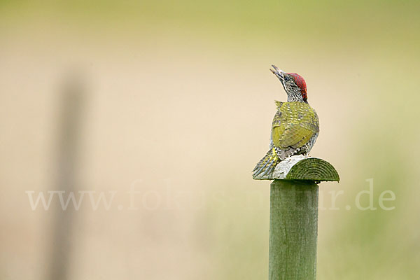 Grünspecht (Picus viridis)