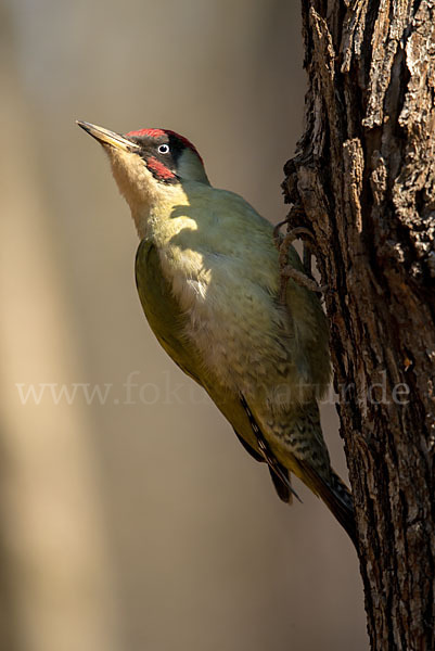 Grünspecht (Picus viridis)