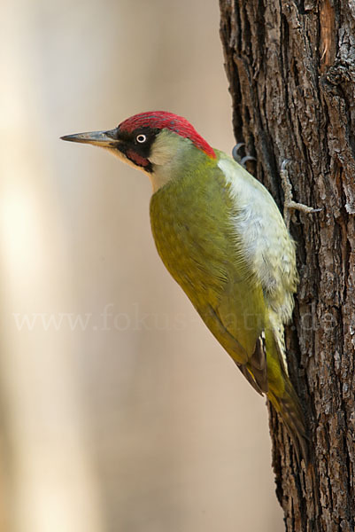 Grünspecht (Picus viridis)