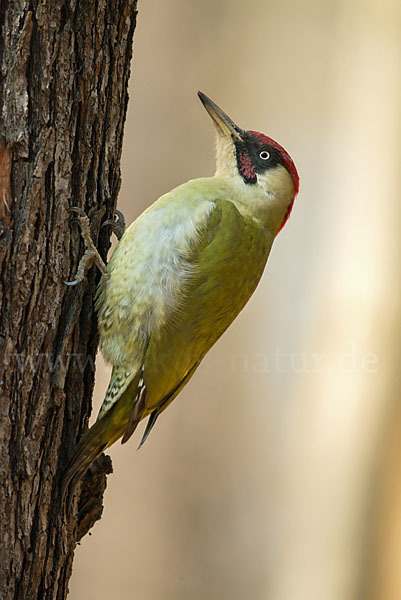 Grünspecht (Picus viridis)