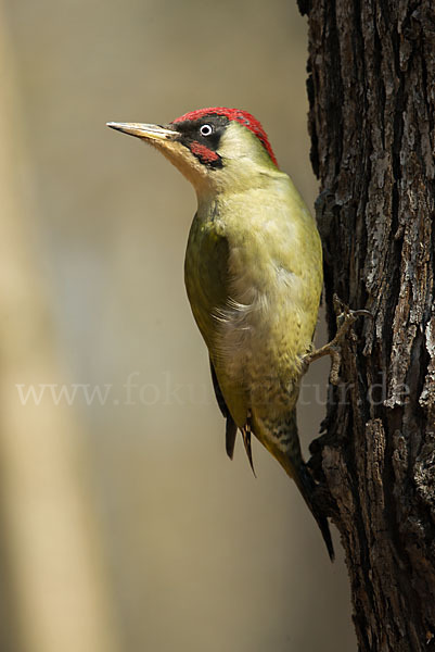 Grünspecht (Picus viridis)