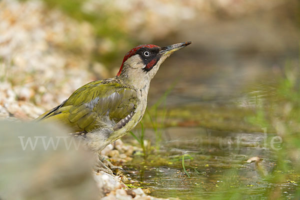 Grünspecht (Picus viridis)