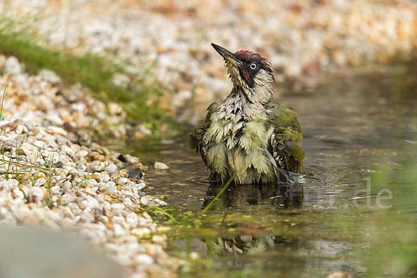 Grünspecht (Picus viridis)