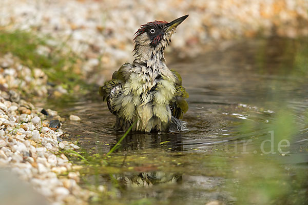 Grünspecht (Picus viridis)