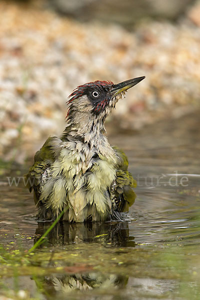 Grünspecht (Picus viridis)