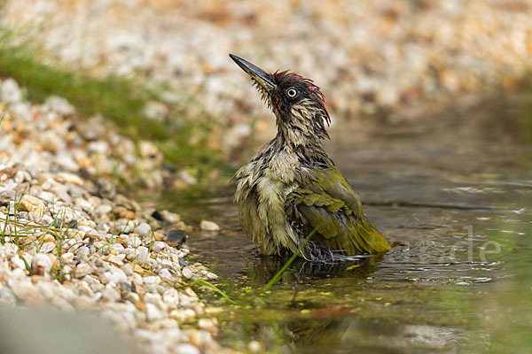 Grünspecht (Picus viridis)