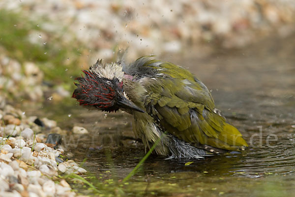 Grünspecht (Picus viridis)