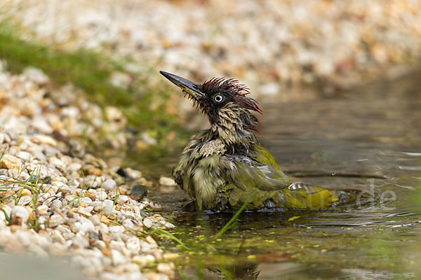 Grünspecht (Picus viridis)