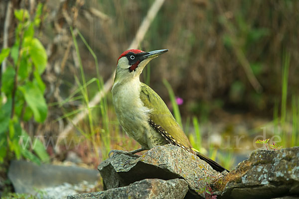 Grünspecht (Picus viridis)