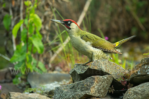 Grünspecht (Picus viridis)