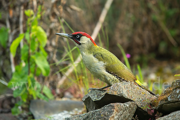 Grünspecht (Picus viridis)