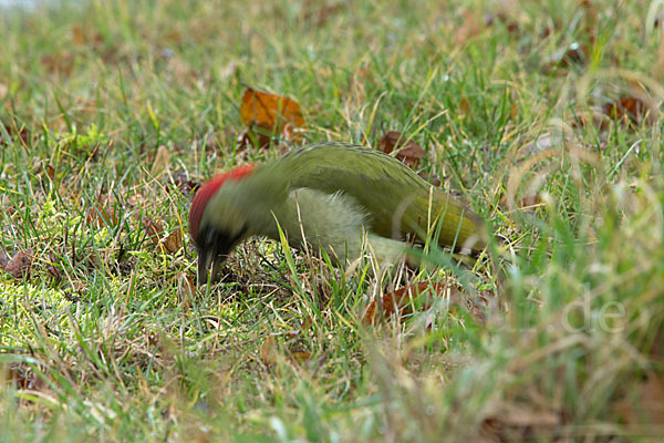 Grünspecht (Picus viridis)