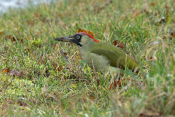 Grünspecht (Picus viridis)