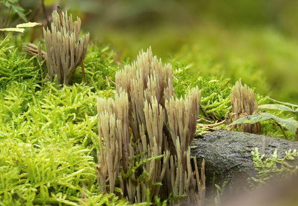 Grünspitzige Koralle (Ramaria apiculata)