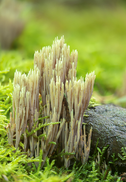 Grünspitzige Koralle (Ramaria apiculata)