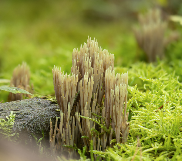 Grünspitzige Koralle (Ramaria apiculata)