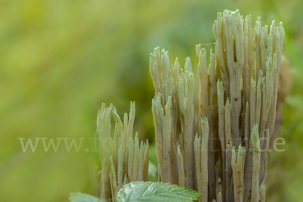 Grünspitzige Koralle (Ramaria apiculata)