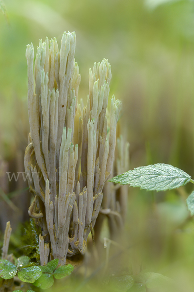 Grünspitzige Koralle (Ramaria apiculata)