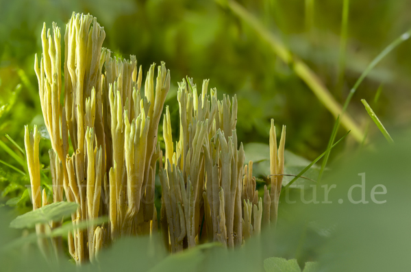 Grünspitzige Koralle (Ramaria apiculata)