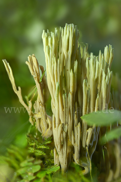 Grünspitzige Koralle (Ramaria apiculata)