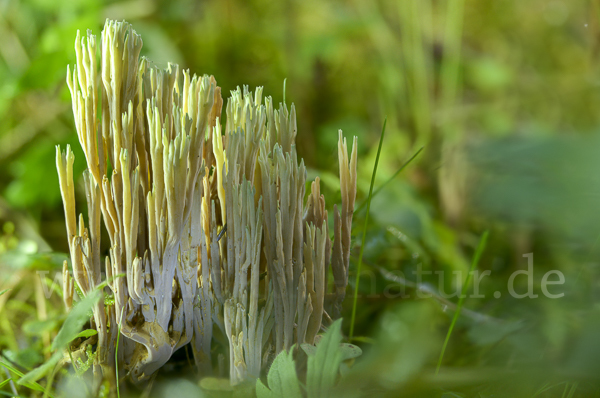 Grünspitzige Koralle (Ramaria apiculata)