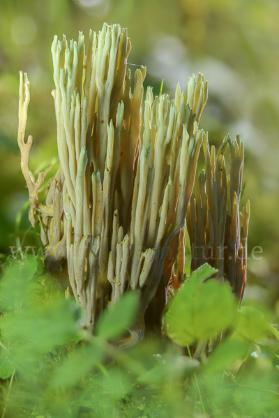 Grünspitzige Koralle (Ramaria apiculata)