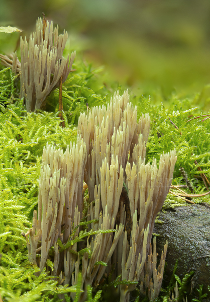 Grünspitzige Koralle (Ramaria apiculata)