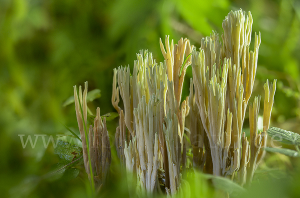 Grünspitzige Koralle (Ramaria apiculata)