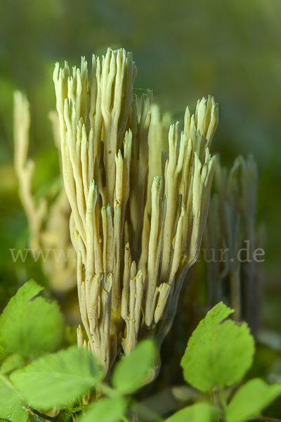 Grünspitzige Koralle (Ramaria apiculata)