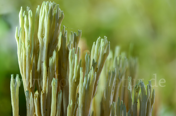 Grünspitzige Koralle (Ramaria apiculata)