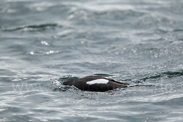 Gryllteiste (Cepphus grylle)