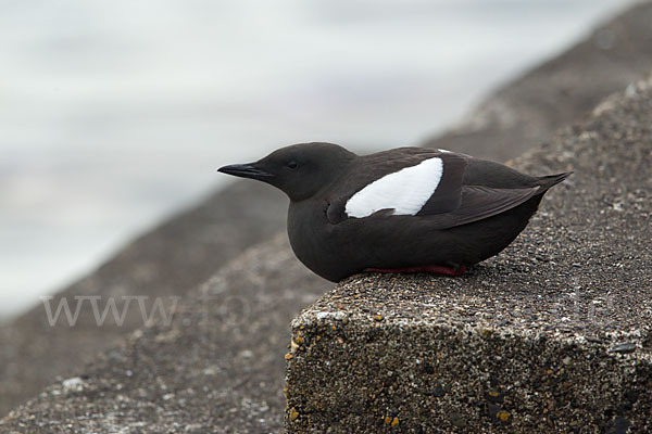 Gryllteiste (Cepphus grylle)