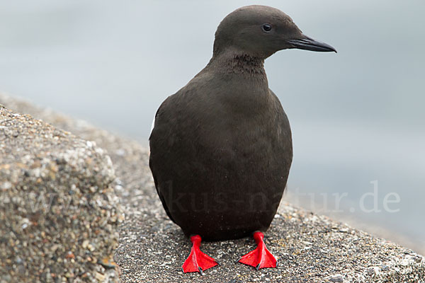 Gryllteiste (Cepphus grylle)