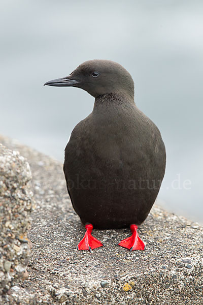 Gryllteiste (Cepphus grylle)