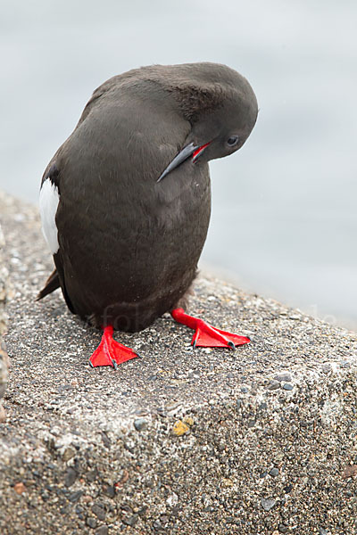 Gryllteiste (Cepphus grylle)