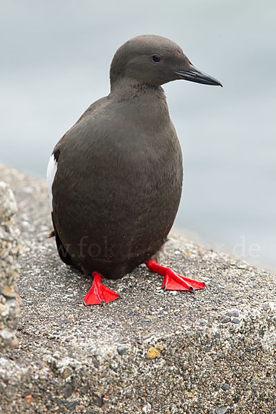 Gryllteiste (Cepphus grylle)