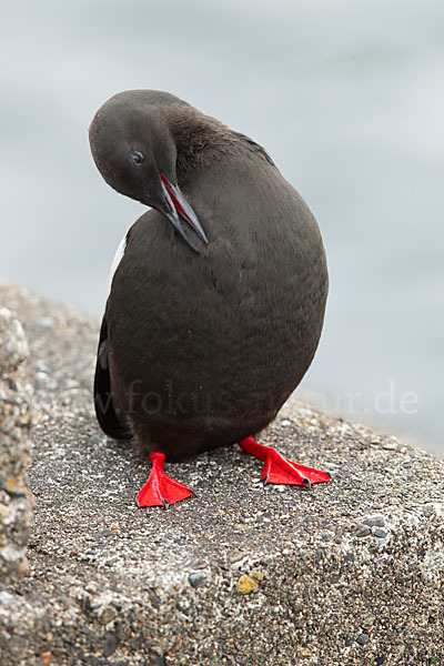 Gryllteiste (Cepphus grylle)