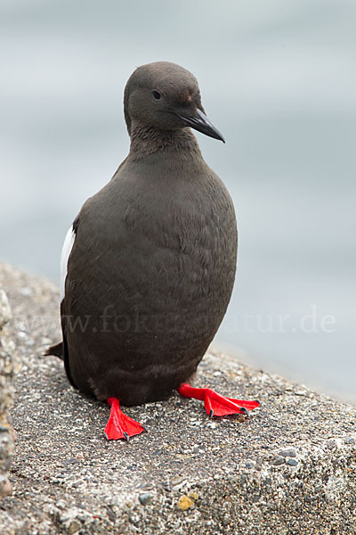 Gryllteiste (Cepphus grylle)